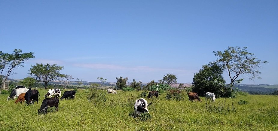 rea - Venda - Rural - So Carlos - SP