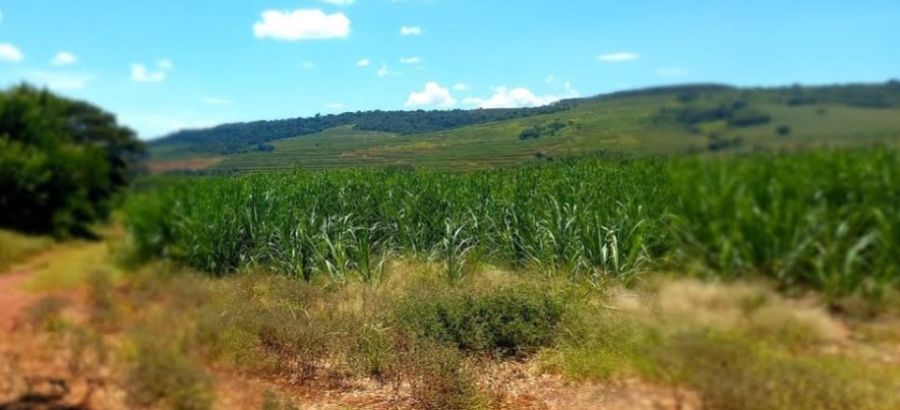 Sítio - Venda - Rural - São Carlos - SP