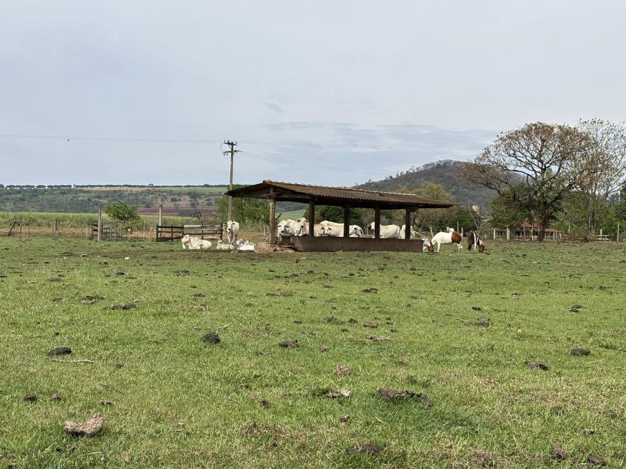 Sítio - Venda - Rural - Descalvado - SP